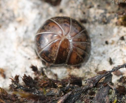 Protoglomeris vasconica